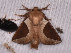 Prolimacodes badia