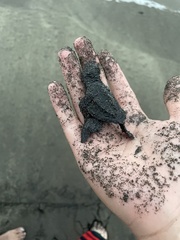 Lepidochelys olivacea