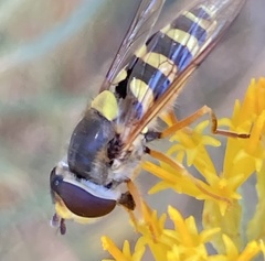 Syrphus currani
