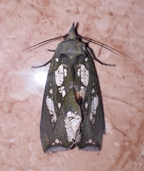 Eudocima hypermnestra