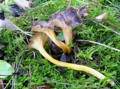 Craterellus lutescens