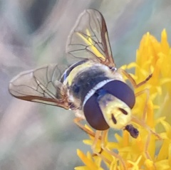 Syrphus currani