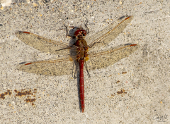 Sympetrum costiferum