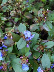 Ceratostigma