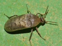 Trigonodera