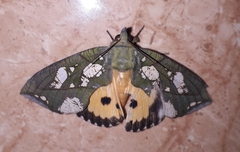 Eudocima hypermnestra