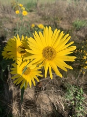 Silphium laciniatum