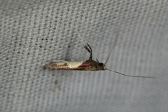Caloptilia