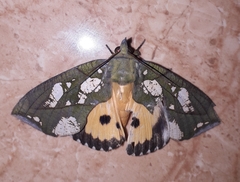 Eudocima hypermnestra