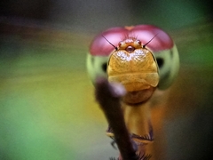 Neurothemis intermedia