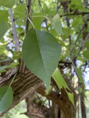 Maclura