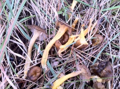Craterellus lutescens