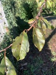 Prunus domestica