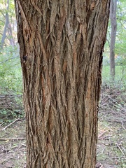 Maclura