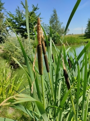 Typha latifolia