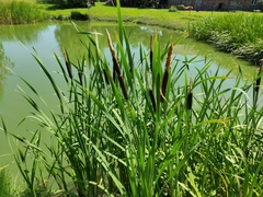 Typha latifolia
