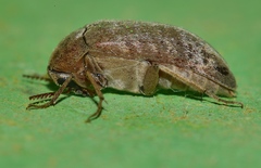 Trigonodera