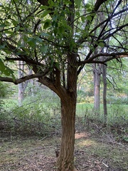 Maclura