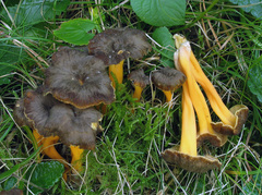 Craterellus lutescens
