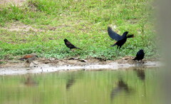Icterus pyrrhopterus