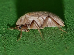 Trigonodera
