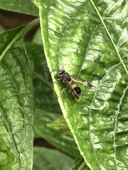 Ropalidia sumatrae