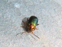 Crepidodera aurata