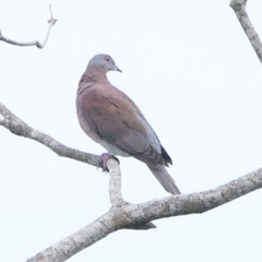 Patagioenas cayennensis