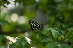 Hestina assimilis