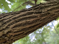 Maclura