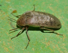 Trigonodera
