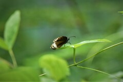 Euploea core