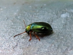 Crepidodera aurata