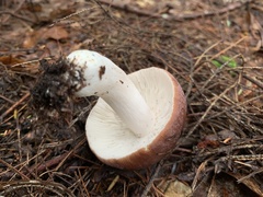 Russula decolorans