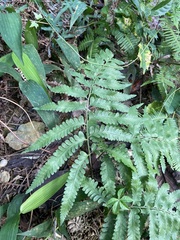 Microlepia marginata bipinnata