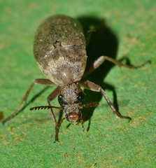 Trigonodera