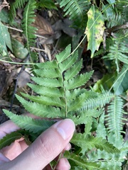 Microlepia marginata bipinnata