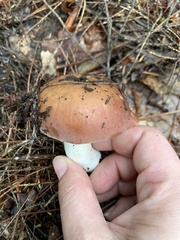 Russula decolorans