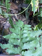 Microlepia marginata bipinnata