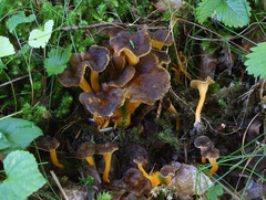 Craterellus lutescens