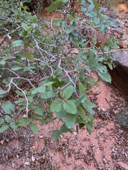 Celtis reticulata