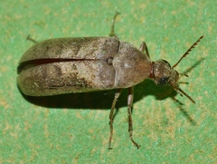 Trigonodera