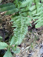 Microlepia marginata bipinnata