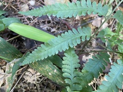 Microlepia marginata bipinnata