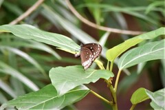 Euploea core
