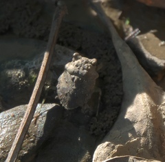 Gelastocoris oculatus