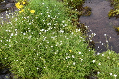 Cerastium arvense