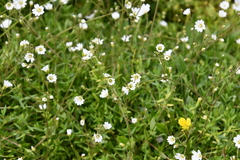 Cerastium arvense