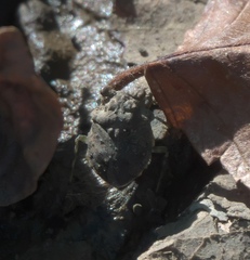 Gelastocoris oculatus