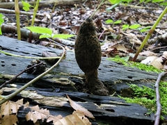 Xylaria longipes